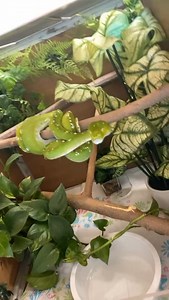 1.7K views · 7.7K reactions | Green bean. #gtp #aru #biak #greentreepython #python #pythons #snake #snakes #snek #reptile #reptiles #reptilesofinstagram #reptilelover #reptilekeeper #pet #pets #daily #instagram #tiktok #reels #cute #fun #happy #ballpythonsoftiktok #boise #idaho #funny #sorong | Black Lake Reptiles | Facebook