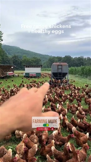 Free Range Chicken Farm - Large-scale production of healthy yellow-yolked eggs #freerangechickens