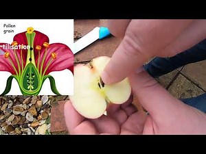 Fertilisation of plants GCSE Biology Plant ovaries KS3 and KS4
