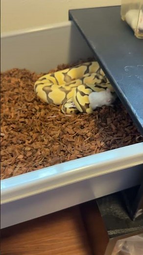 BALL PYTHON STRIKE