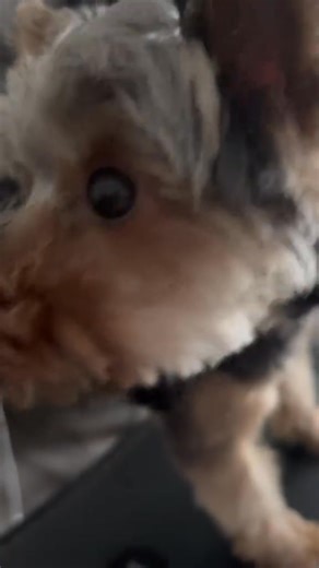 Freddy has had enough of Foxy trying to leave him! #yorkie #dogsoftiktok | Yuzu The Yorkie