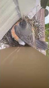Nestlings Chirp as Robin Settles In | Backyard Bird Nests