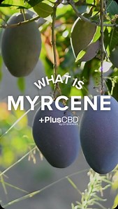 Myrcene is a naturally occurring terpene known for its soothing, relaxing properties.🧘‍♀️ It’s often found in mangoes, lemongrass, and hops—and now it’s a star ingredient in our Serene Gummies from the new Aura Collection! Enjoy a gentle sense of calm with each bite, powered by myrcene.🥭🧡 | PlusCBDoil