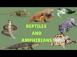 Learn Names and Sounds of Amphibians and Reptiles in English for Children