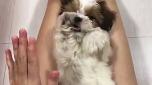 How cute is this little one?! IG: squishytzu | Shih Tzu