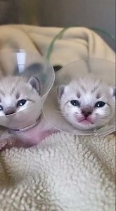 “Two Lives, One Beginning: The Incredible Story of Siamese Kittens 🐾”