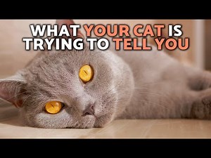 Cat BEHAVIOR EXPLAINED 😼🙀 5 Cat Behaviors You Should NEVER IGNORE ❗