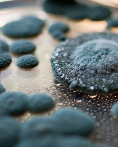 What are the symptoms of mold poisoning? | What If