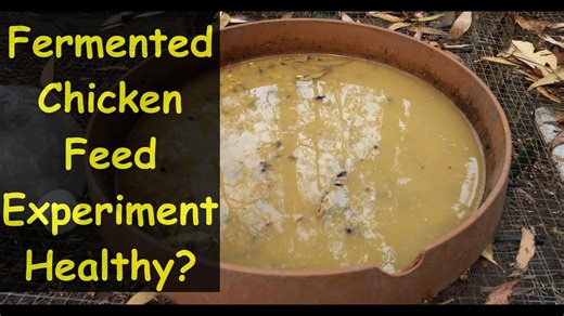 Chickens love this! Fermented grain feed experiment results
