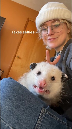 Juuzou: The Domesticated Opossum | Cute Possum Videos