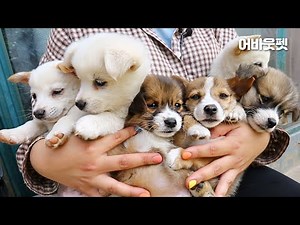 보기만해도 힐링되는 시고르자브종 아기 강아지 모음│어바웃펫 About Pet