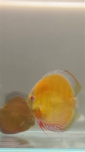 RJ on Instagram: "These guys are really settling in! Their colors are starting to pop, they’re officially rocking a full dry-food diet, and today was their first taste of frozen bloodworms—instant obsession. 😅 They’re still shy when I’m around, so I had to set my phone up and sneak away just to catch them in the act. Totally worth it. I’m honestly obsessed. ❤️🐟 Almost done with quarantine ! #discus #wilddiscus #aquariumlife #fishkeeping #plantedtank #aquariumhobby #cichlids #fishtanklove #aqua