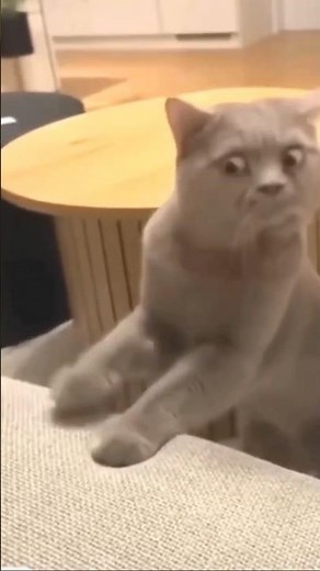 😹 FUNNIEST Cat Voiceovers!