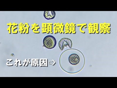 花粉が破裂？粘膜に炸裂！ 顕微鏡で知る花粉症のメカニズム