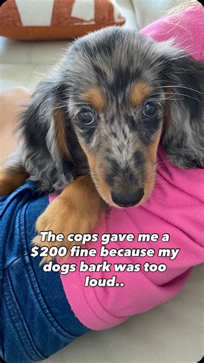 Harold “Harry” on Instagram: "Would you pay it? I fear his bark will only get louder.. . . . #dachshund #puppybark #puppy #doxielover #proceedwithcaution #sausagedogpuppy #weeniedog #dogbarking #dogmomforlife #dogparent #dogsofig"