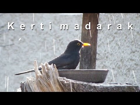 Kerti madarak - A madáretető és madáritató tavaszi vendégei