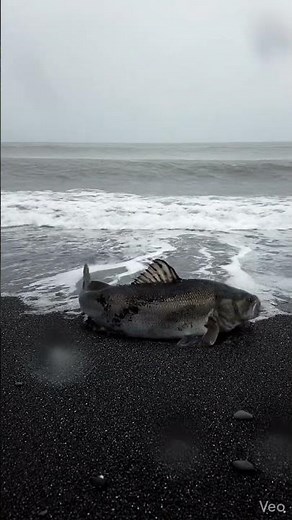 Stranded Cod vs Surf | Swash Zone Physics