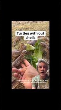 Apa Benar Bentuk Kura-kura Tanpa Cangkang Seperti ini ? 🐢