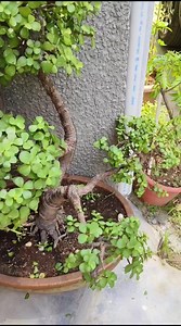 How do I make my jade bonsai trunk thicker? . . . #jade #bonsai #jadebonsai #garden #prune #pruning #jadeplant #jadejadeite #bonzaitree | Tishu Green Planet
