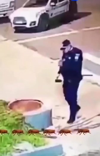 Raid, Your No 1 cockroach repellent! | Golden Age News