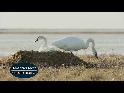 America's Arctic - Tundra Swan