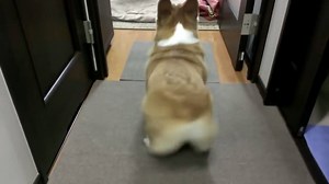 33K views · 420 reactions | Let's dance! | Funny Dog Videos | Facebook