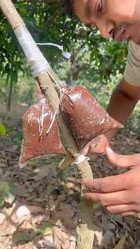 New Air Layering Technique | 100% Success Guarantee 🌱#mangotreegrafting #enjoy #salimansari