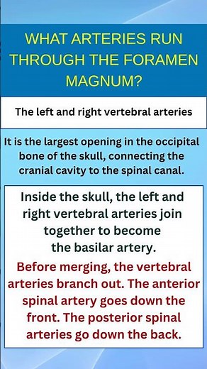 What Arteries Run Through the Foramen Magnum?