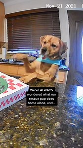 10K views · 370 reactions | #ad Wait for his face at the end 藍 What do your pets do home alone? Use EUFYPETKT1 if you want to find out! #eufypet #furtasticmoment #dogs | Mykomushroom | Facebook