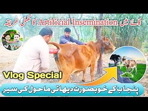 How to do Artificial Insemination in Cow Step-by-Step Explained | Village Desi Life Vlog 🌳💐