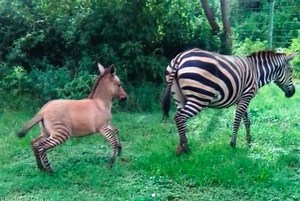 Así es la cría de la extraña cruza entre un burro y una cebra