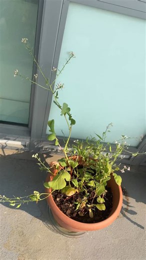Jessie Jacobson on Instagram: "Aphids inhabited my radishes, so I put them under the microscope and now the only thing I need are lady bugs "