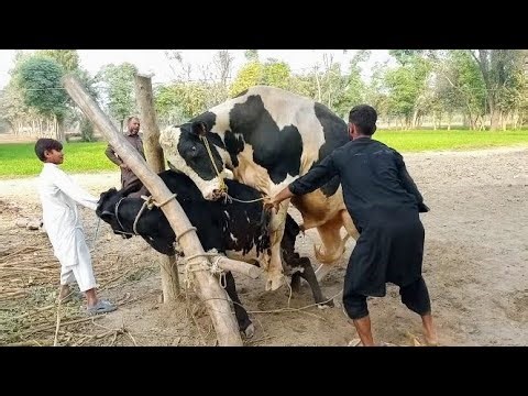 My beautiful animal in village 