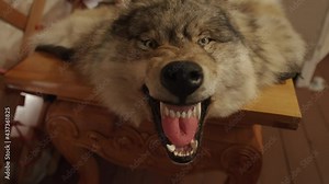 A stuffed formidable wolf on a wooden table with a bared mouth and fangs. Close-up