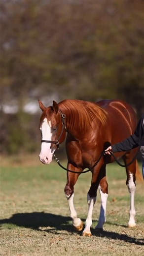 Mathieu Buton Reining Horses on Instagram: "Check out this stunning yearling consigned to the NRHA Futurity Sale! GOT SNOW BOOTS❄️🎿 2024 colt Electric Snow x Shiners Gotta Whiz, LTE: $41,000+ & PE: $41,000+ DIRECT LINK: https://auctions.nrha.com/lots/view/1-BEGLLF/got-snow-boots VIDEO: https://youtu.be/OfN0CXEbYvU?si=x4OGdA_j_zncYxgl Consigned by Equine Plus, Fitted by Mathieu Buton Reining Horses. #MathieuButonReiningHorses"