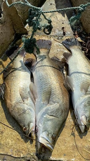 Tiga ekor baramundi terselamatkan #baramundi #fishing #baramundifishing #mancing #angler