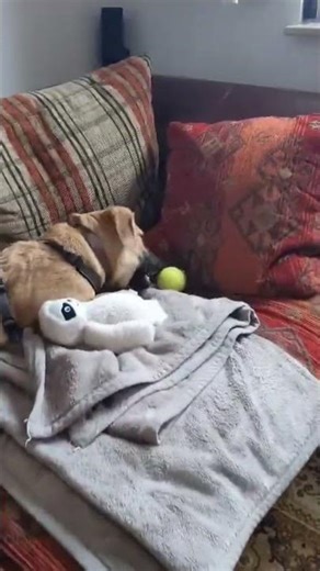 Bob in seiner Pflegestelle