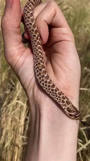 Neighborhood Hog(nose)