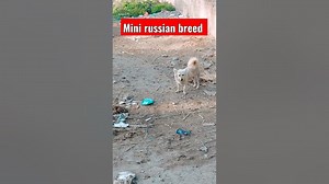 Mini russian dog breed #dogs #shorts