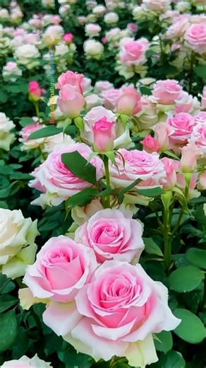 Gorgeous Pink Roses garden #roses #rosegarden #videoshort