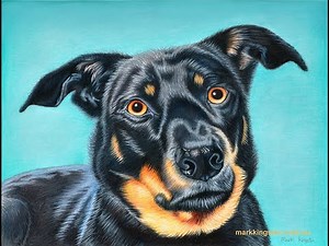 Draw a Realistic Dog Portrait in Coloured Pencil (Kelpie)