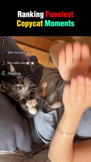 Funniest Copycats ever on the Internet!!