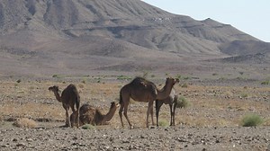 A herd of young camels walking in the sand - Free Stock Video