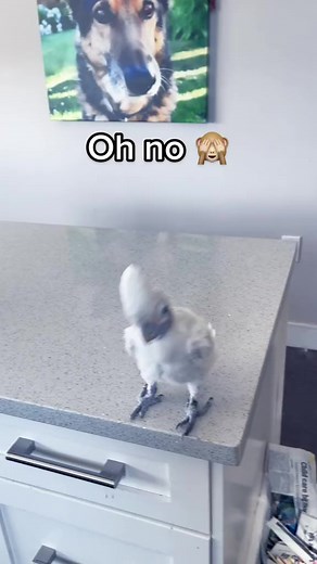 This is an update on our cute Coco cockatoo! Dancing has to be thrown in of course. #rescueanimals #birds #feathers #cutevideos #pet #cockatoo | Lucky Lou and Coco Too