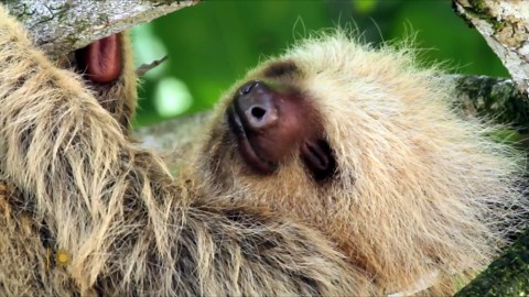 Nature: Sloths in Costa Rica