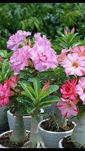 Are you ready to discover one of the most stunning plants that thrives on neglect and dazzles with desert blooms? This is the Adenium, also known as the Desert Rose. Native to Africa and the Middle East, it’s loved worldwide for its thick, sculptural trunk and bright, vibrant blooms in shades of pink, red, and even white. The best part? Adenium is super easy to grow in pots, making it a perfect showpiece for your balcony or garden. But here’s the secret—don’t overwater it! Adenium stores water i