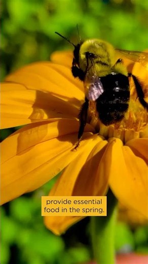 Plant Flowers to Help Pollinators