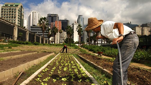 Unlocking the potential of urban food systems: insights from the HLPE-FSN report and FAO’s work for a food-secure world