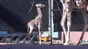 While everyone was watching that viral live feed of April the pregnant giraffe, a baby giraffe named Dobby was born at the Denver Zoo. In fact, zookeepers didn't even know until recently that the mother was pregnant because she was on birth control. Raed more: http://bit.ly/2n0BC5h | SFGATE