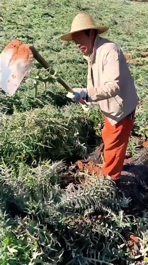 the process of digging up shoot roots